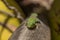 Orange Day Gecko sitting a coconut tree