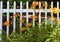Orange day lilies against a white picket fence