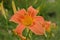 Orange day lilies Hemerocallis beside an old country road. Day