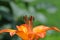 Orange day lily blooming.