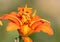 Orange Day Lily with Dancing Ballerinas