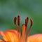 Orange day lily detail