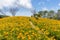 Orange day lily flower in Taimali Kinchen Mountain in Taitung