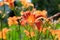 Orange Day Lily, Hemerocallis Flower