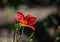 Orange day lily, Hemerocallis fulva