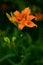 Orange Day-lily - Hemerocallis fulva