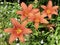 Orange day-lily Hemerocallis fulva, Tawny daylily, corn lily, Tiger daylily, Fulvous daylily or Ditch lily