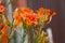 orange day-lily (Hemerocallis fulva), tawny daylily, corn lily, tiger daylily, fulvous daylily, ditch lily