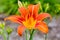 Orange Day Lily Vibrant Bloom.