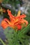 Orange daylilies blooming