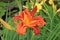 Orange daylilies blooming in a garden