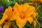 Orange daylilies flowers or Hemerocallis. Daylilies on green leaves background. Flower beds with flowers in garden.