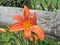 Orange Daylilies growing along a wooden fence