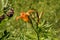 orange daylilies, tawny daylily, hemerocallis fulva flowers