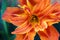 Orange daylilly flower closeup