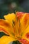 Orange daylily flower fully open. Each beautiful flower lasts just one day. Hemerocallis species