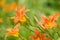 Orange daylily flowers