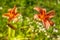 Orange Daylily Flowers in blooming summer
