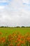 Orange Daylily flowers border a crop field