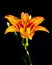 Orange daylily Hemerocallis flower, close-up black background. Beautiful bright daylily flower orange with stamens and pistil