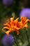 Orange Daylily - Hemerocallis fulva - with Purple Blooming Artichokes in Background