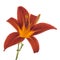 Orange daylily isolated over white