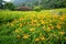 The Orange daylilyTawny daylily flower farm at chih-ke