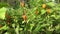 Orange decorative lantern plant physalis alkekengi in garden. 4K