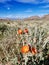 Orange desert globemallow flowers along a walking trail in Las Vegas, Nevada