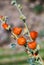 Orange desert globemallow flowers and buds