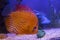 Orange discus fire in the aquarium