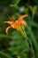 Orange ditch daylily in Michigan garden