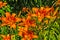 Orange Ditch Lilies 16165