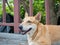 Orange dog close your eyes,On bridge over the river,At Sri Nakhon Khuean Khan Park and Botanical Garden in Bangkok Thailand