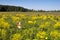 Orange dog on meadow with yellow cress on a clear Sunny day.