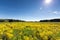 Orange dog on meadow with yellow cress on a clear Sunny day.