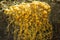 Orange dog vomit slime mold on Mt. Kearsarge, New Hampshire