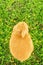 Orange domestic bunny eating corn - bird\'s eye view