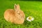 Orange domestic bunny smelling Chamomile flower