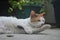 a orange domestic cat face with blury background