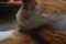 a orange domestic cat face with blury background
