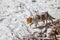 Orange domestic cat walking in snow