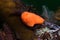 Orange dorid sea slug Rostanga elandsia