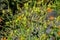 Orange dotted flower and unripe green fruits of Iris domestica.