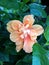 Orange double hibiscus flower