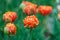 Orange double petal tulip flowers