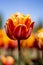 Orange Double Tulip Flower with blue sky and blurred orange and green background vertical