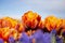 Orange Double Tulip Flower with blurred background Horizontal blue flowers in foreground blue sky