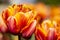 Orange Double Tulip Flower with blurred background up close