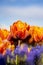 Orange Double Tulip Flower with blurred background Vertical blue flowers in foreground 2